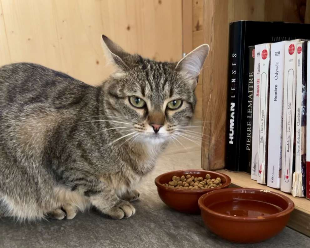 Cat at refuge des pres
