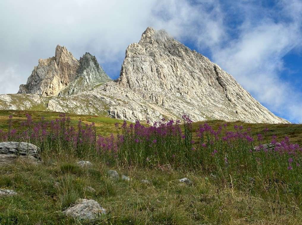 Wild flowers on the tour du mont blanc