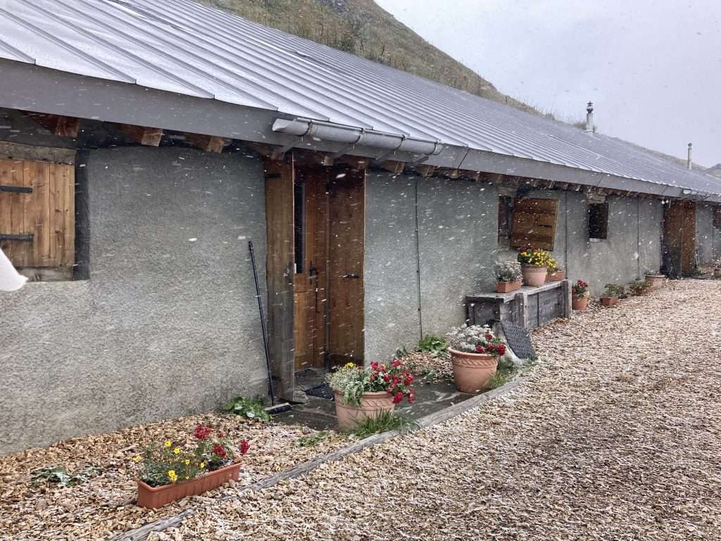 planters outside of alpage de la peule