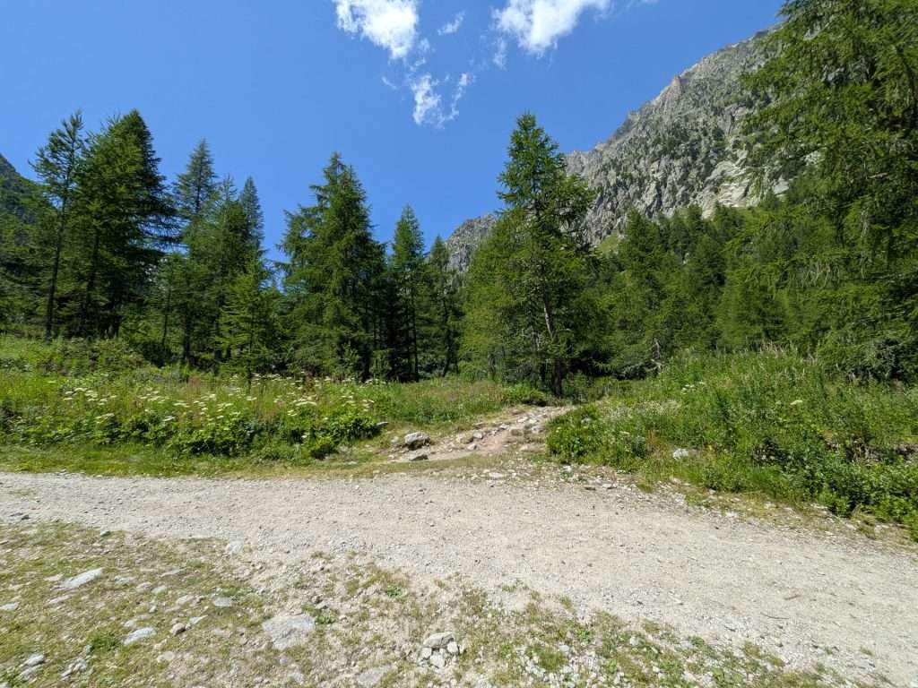 Single track branches off a wider trail.