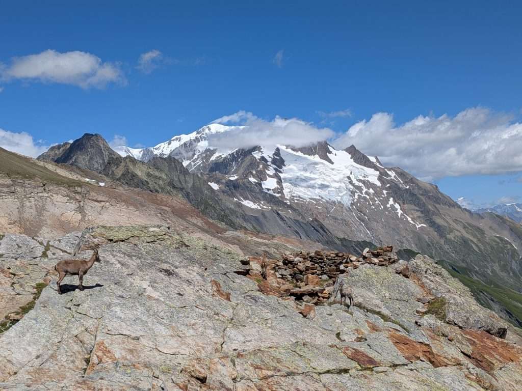 A chamois at the col des fours.